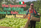 Visa Sponsored Fruit Picking and Packing Jobs in Italy 2025 – Apply Now